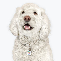 "delight in the little things" pet collar charm