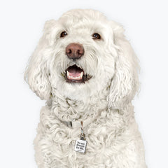 "friends for life" pet collar charm