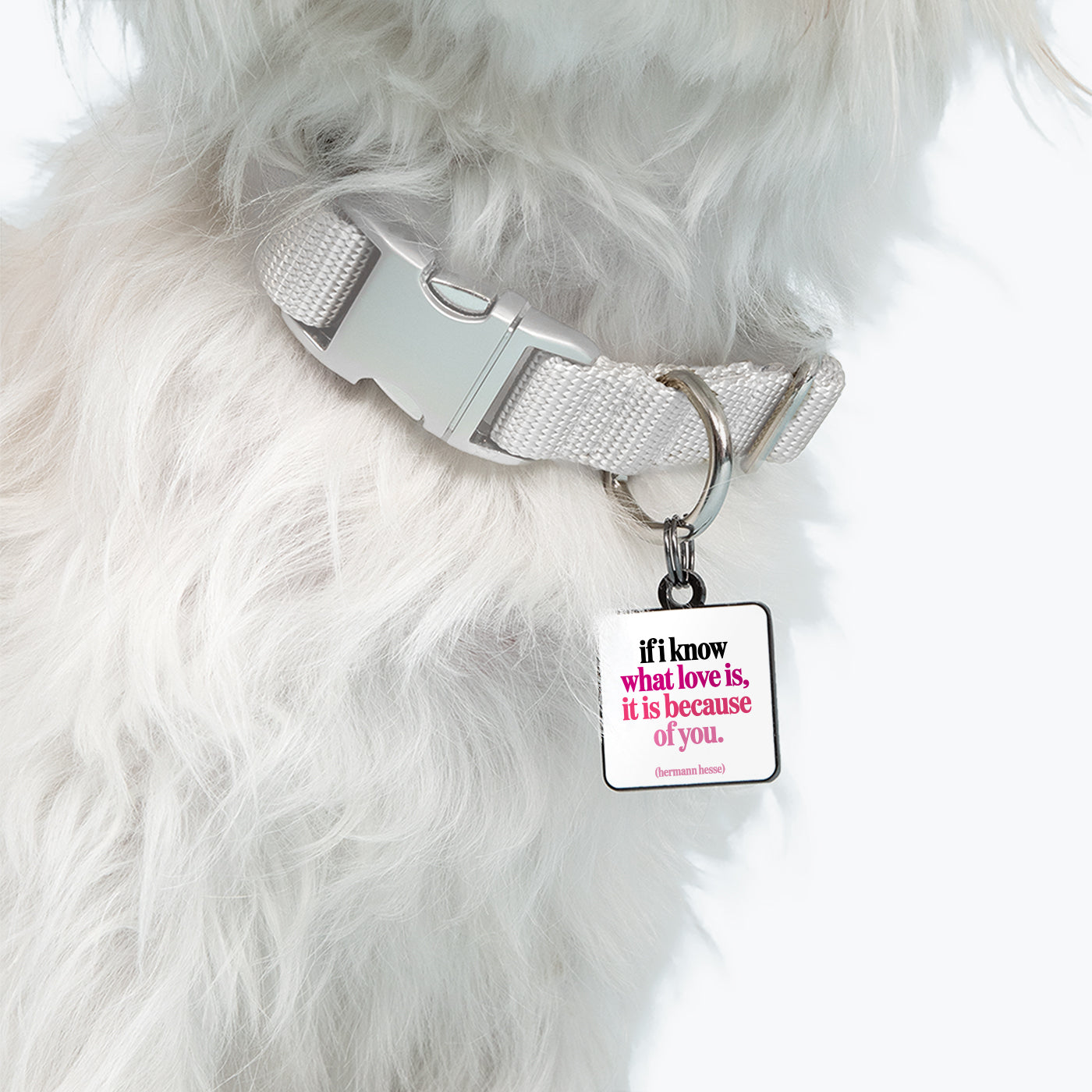"if i know what love is" pet collar charm