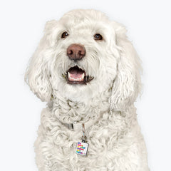 "do more of what makes you happy" pet collar charm